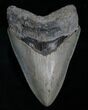 Highly Serrated Megalodon Tooth #5547-1